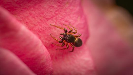 Die Springerin und der Algorithmus