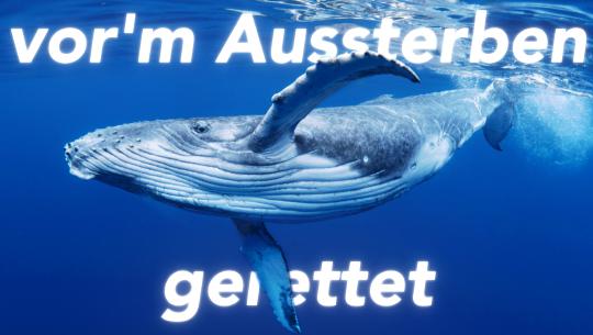 Walfangverbote wirken!