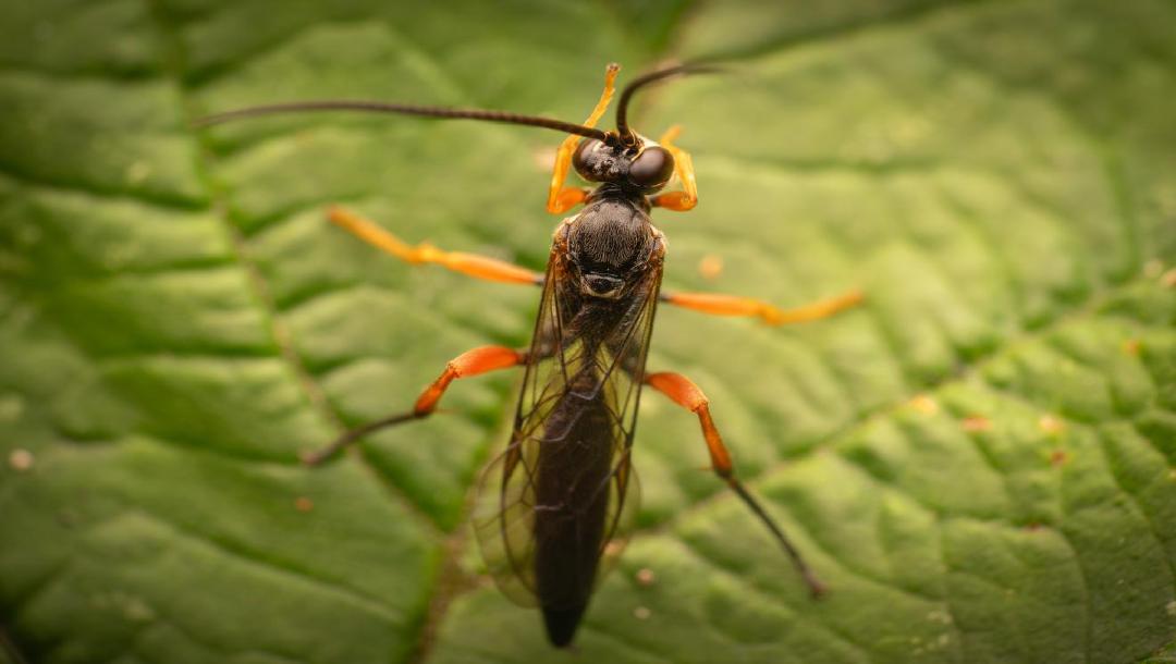 Episode 6: Den großen Ruhm knapp verpasst