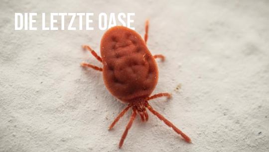Episode 7: Die letzte Oase